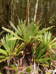 Blechnum discolor. Mature plant forming a short, woody trunk, and bearing fertile fronds much longer than the sterile.
 Image: L.R. Perrie © Te Papa CC BY-NC 3.0 NZ